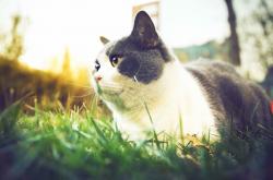 爱游戏在线-布伦森单骑破阵点燃赛场，辽宁绝杀奇才彰显篮球血性