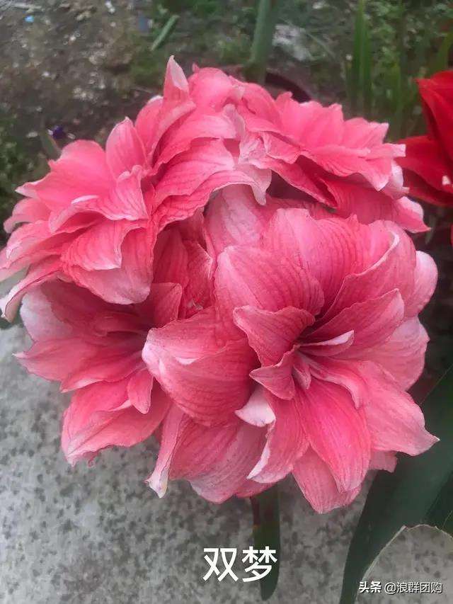 关于马来西亚队鏖战印尼队，戴资颖惊艳四座的信息