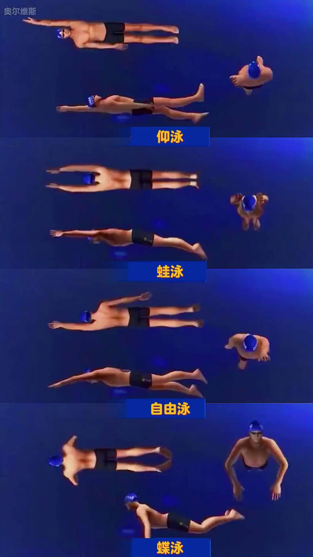 包含法国游泳选手泳姿优美，稳操胜券的词条