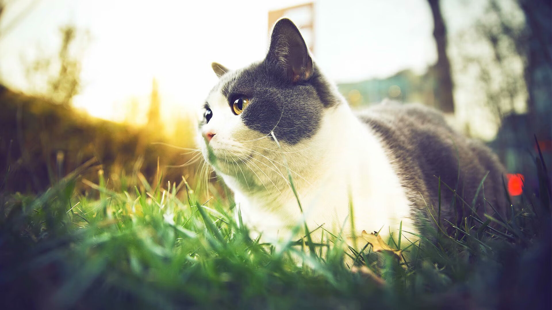 布伦森单骑破阵点燃赛场，辽宁绝杀奇才彰显篮球血性